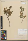 Foto von Salix arbuscula L. x Salix phylicifolia L.